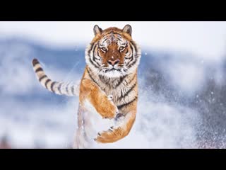 wild tigers of russia (2022) 1080p
