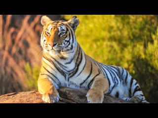 tiger queen (2010) 1080p