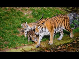 dynasties. tigers (2018) 1080p